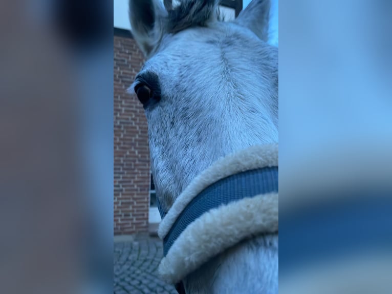 PRE Mare 11 years 15.1 hh Grey in Dortmund