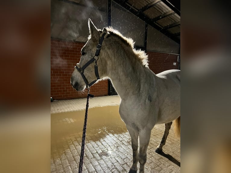 PRE Mare 11 years 15.1 hh Grey in Dortmund