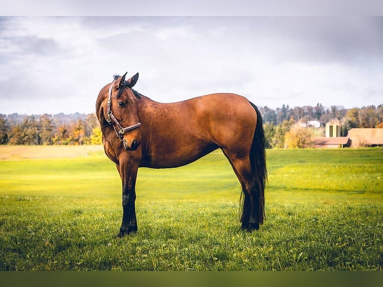 PRE Mix Mare 11 years 15,2 hh Bay in Lausanne