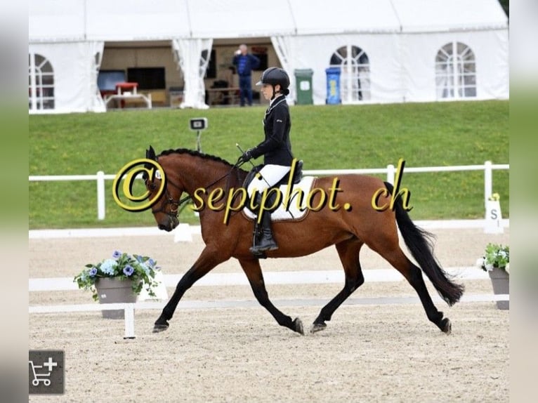 PRE Mix Mare 11 years 15,2 hh Bay in Lausanne