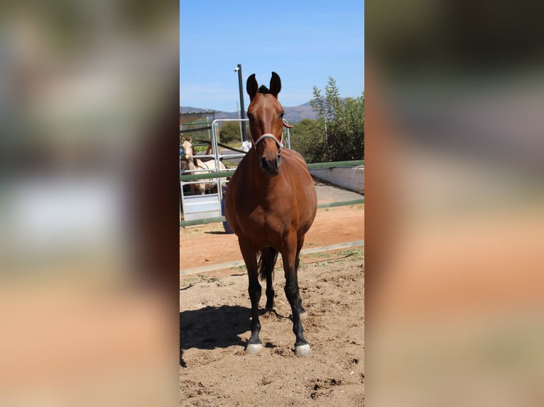 PRE Mix Mare 11 years 15,2 hh Brown in Rafelguaraf