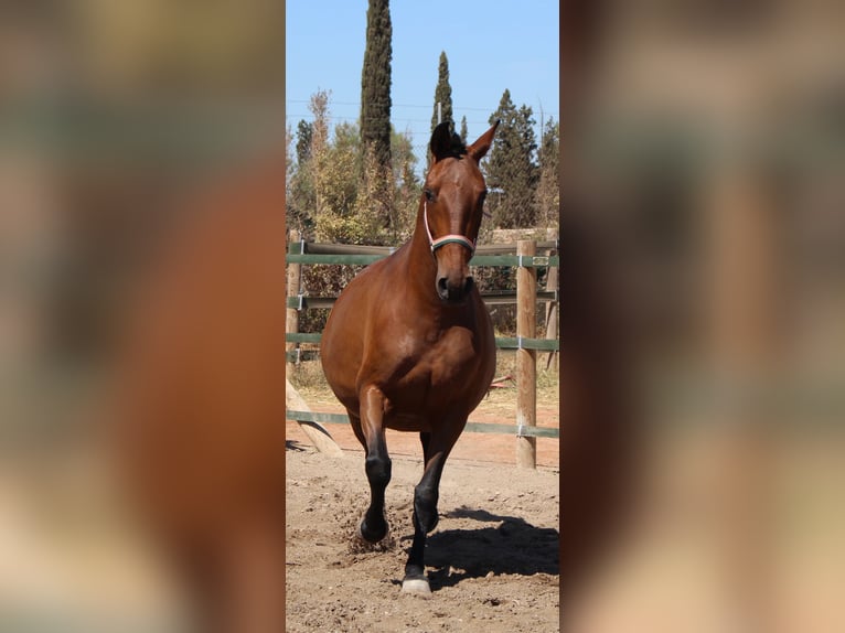 PRE Mix Mare 11 years 15,2 hh Brown in Rafelguaraf