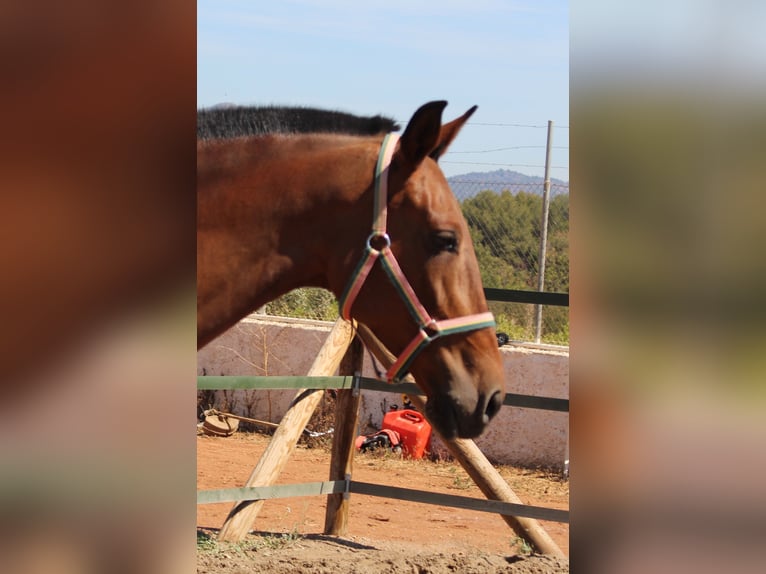 PRE Mix Mare 11 years 15,2 hh Brown in Rafelguaraf