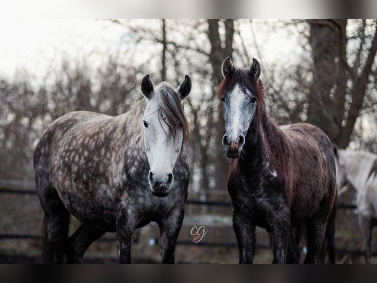 PRE Mare 11 years 15,2 hh Gray-Dapple in Leipe