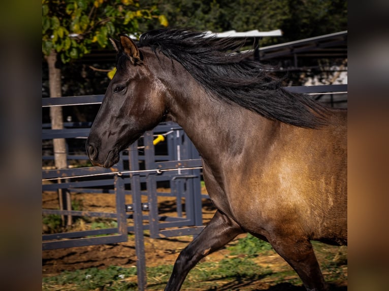 PRE Mix Mare 11 years 15,3 hh Black in Valencia