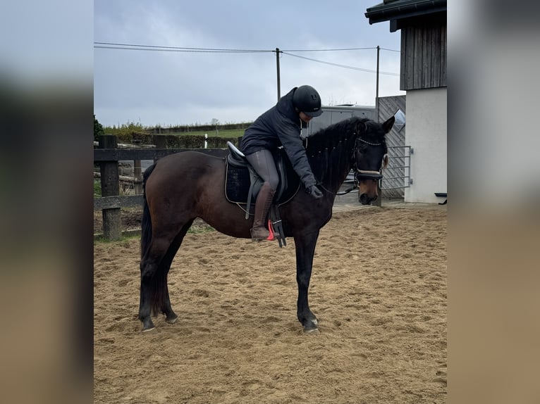 PRE Mix Mare 11 years 15,3 hh Brown in Daleiden