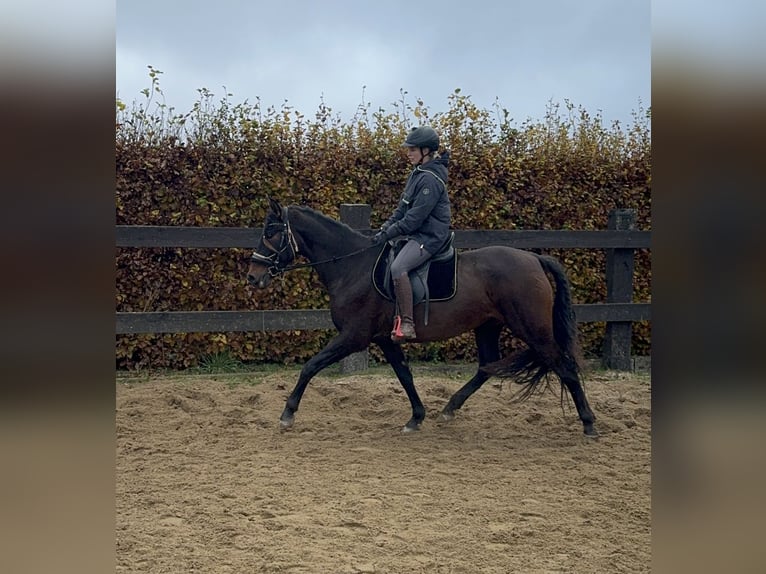 PRE Mix Mare 11 years 15,3 hh Brown in Daleiden