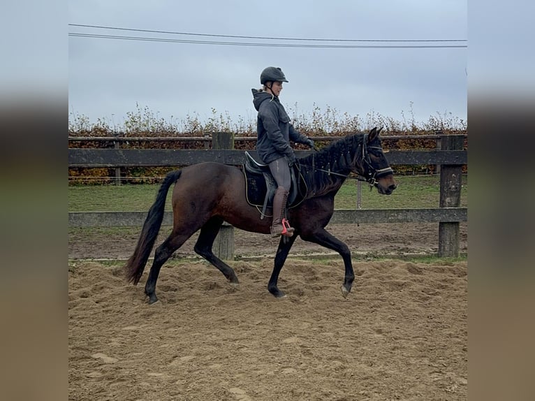 PRE Mix Mare 11 years 15,3 hh Brown in Daleiden