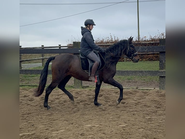 PRE Mix Mare 11 years 15,3 hh Brown in Daleiden