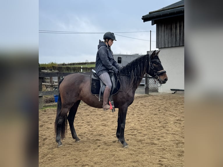 PRE Mix Mare 11 years 15,3 hh Brown in Daleiden