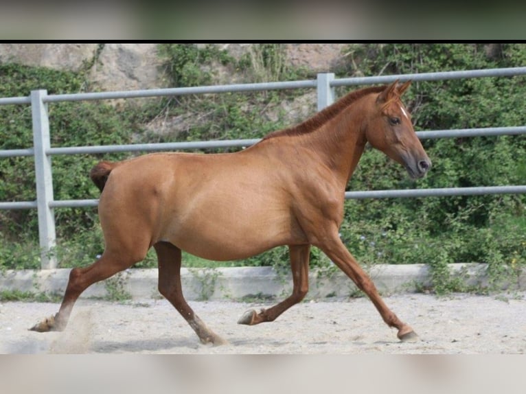 PRE Mare 11 years 15 hh in OLVAN