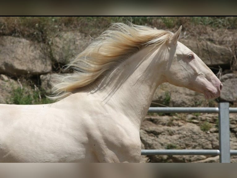PRE Mix Mare 11 years 15 hh Chestnut-Red in OLVAN