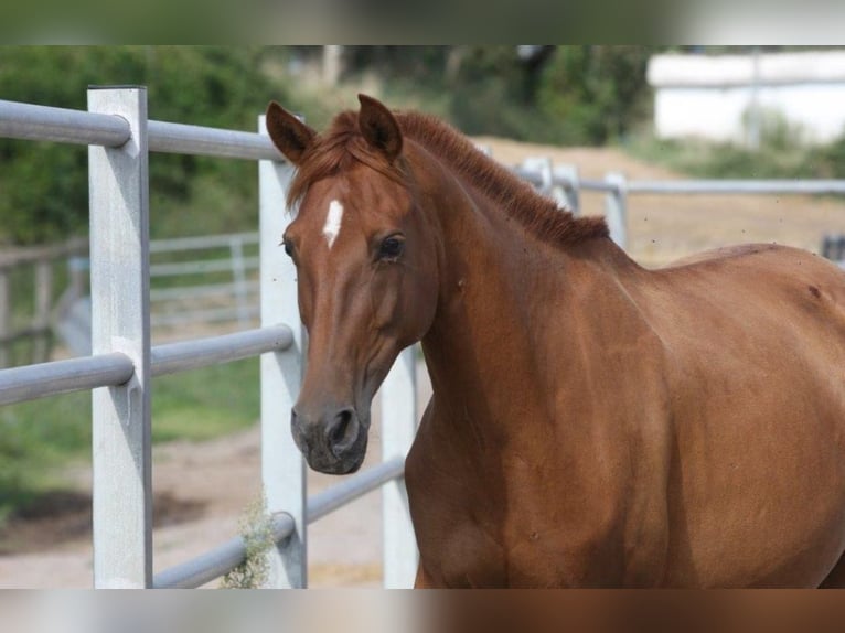 PRE Mix Mare 11 years 15 hh Chestnut-Red in OLVAN