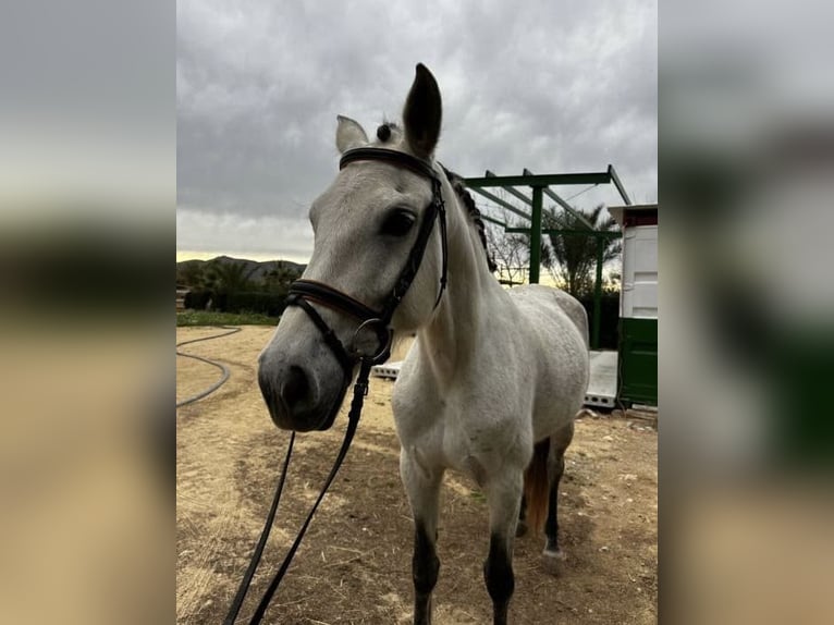 PRE Mare 11 years 15 hh Grey-Fleabitten in Xabia/Javea