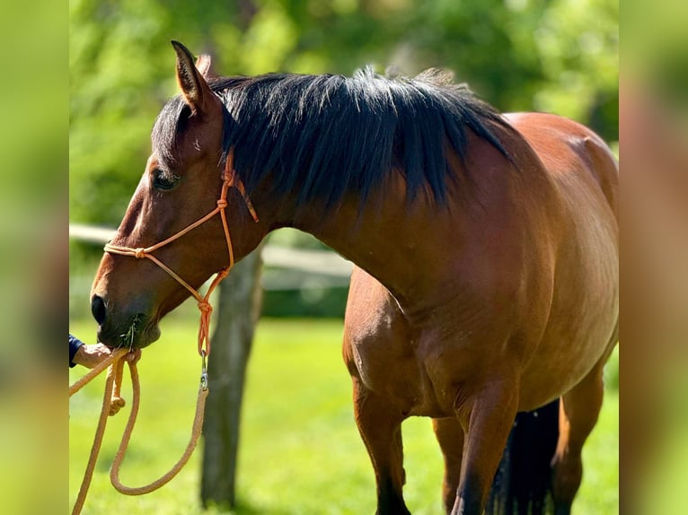 PRE Mix Mare 11 years 15,1 hh Brown in Korneuburg