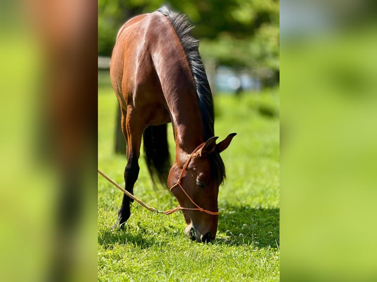 PRE Mix Mare 11 years 15,1 hh Brown in Korneuburg