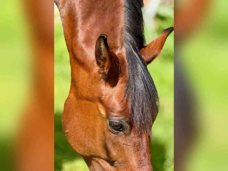 PRE Mix Mare 11 years 15,1 hh Brown in Korneuburg