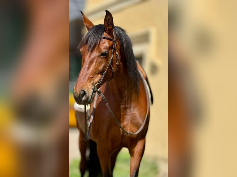 PRE Mix Mare 11 years 15,1 hh Brown in Korneuburg