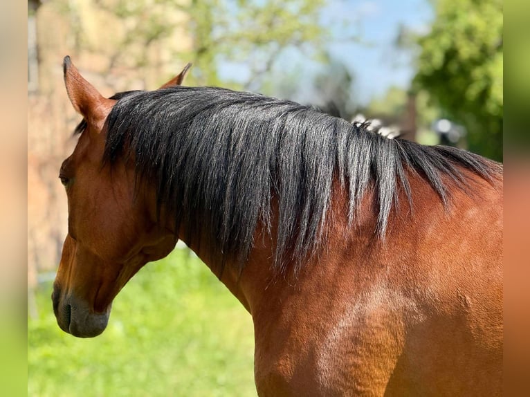 PRE Mix Mare 11 years 15,1 hh Brown in Korneuburg
