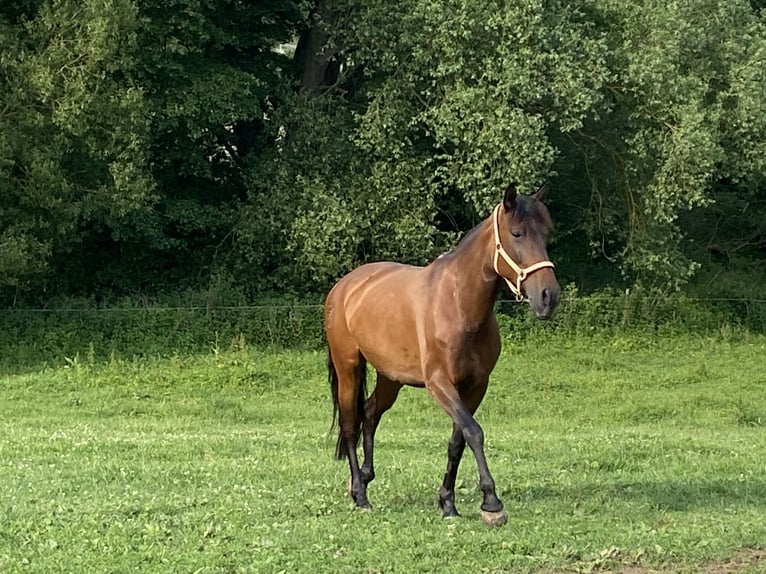 PRE Mare 11 years 15,1 hh Brown in Katzenelnbogen