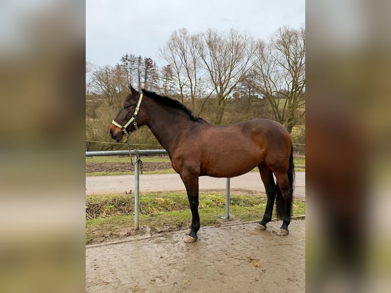PRE Mare 11 years 15,1 hh Brown in Katzenelnbogen