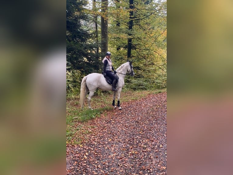 PRE Mix Mare 11 years 15,1 hh Grey in Wurmberg