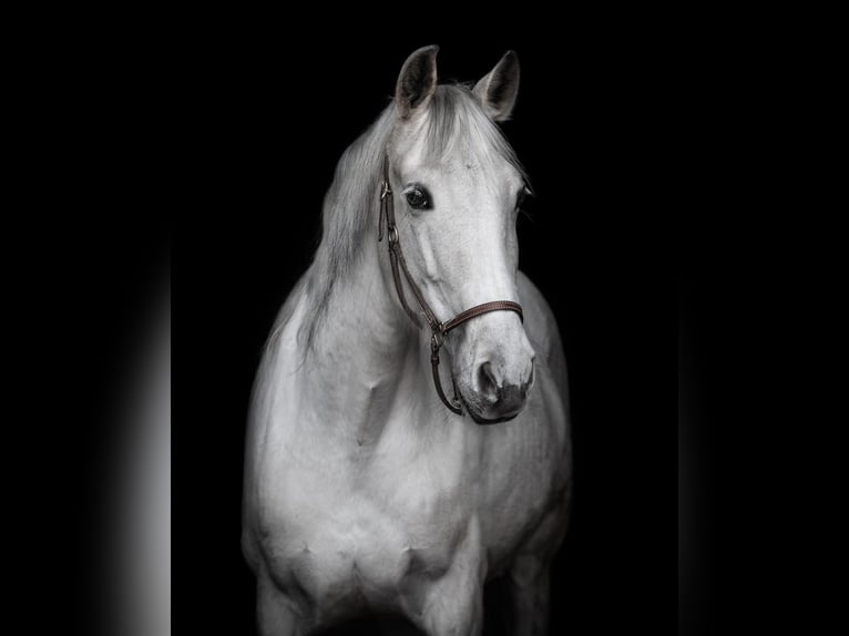 PRE Mix Mare 11 years 15,1 hh Grey in Wurmberg