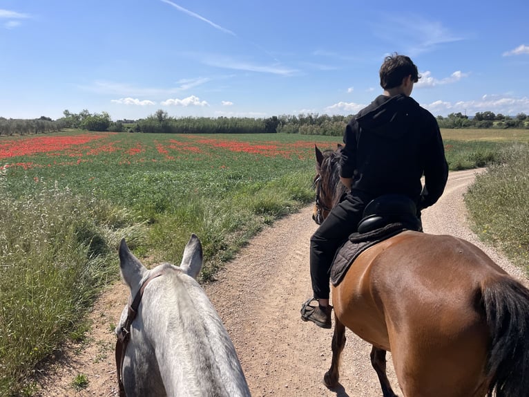 PRE Mix Mare 11 years 15,2 hh Brown in Speyer