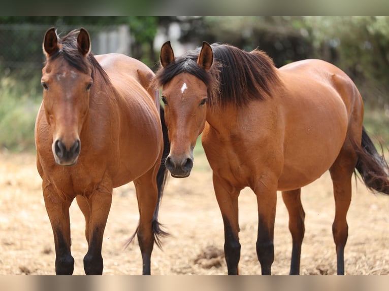 PRE Mix Mare 11 years 15,2 hh Brown in Speyer