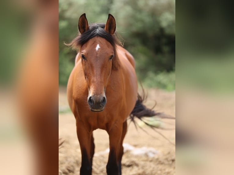 PRE Mix Mare 11 years 15,2 hh Brown in Speyer