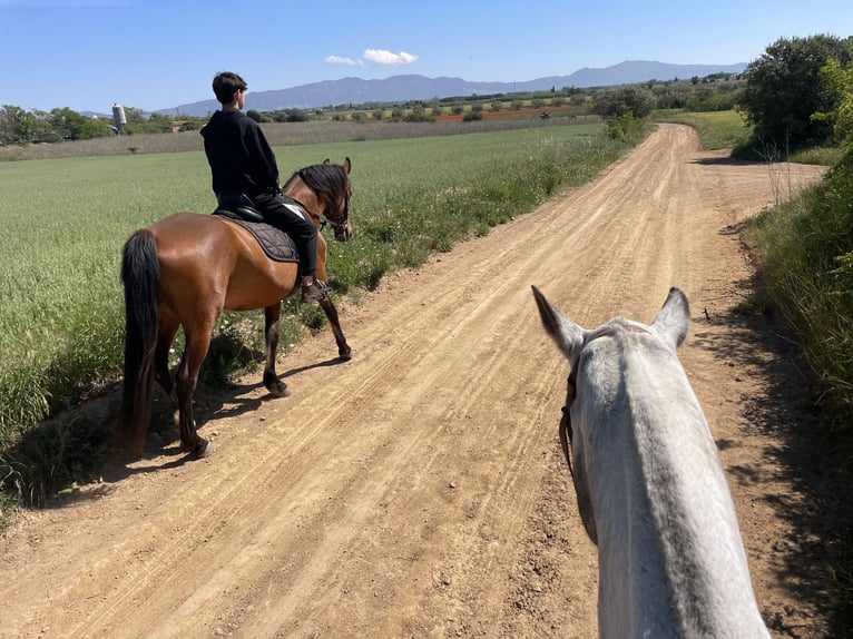 PRE Mix Mare 11 years 15,2 hh Brown in Speyer