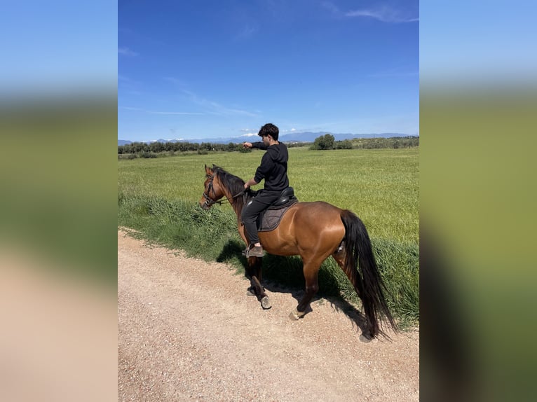 PRE Mix Mare 11 years 15,2 hh Brown in Speyer