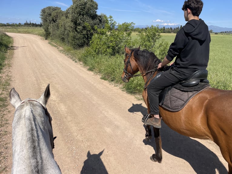 PRE Mix Mare 11 years 15,2 hh Brown in Speyer