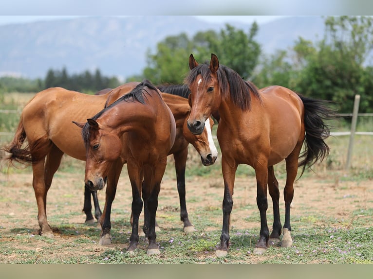 PRE Mix Mare 11 years 15,2 hh Brown in Speyer