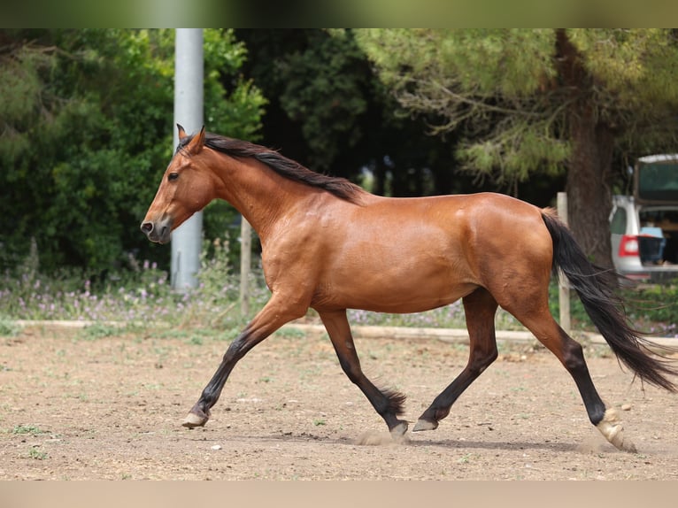 PRE Mix Mare 11 years 15,2 hh Brown in Speyer