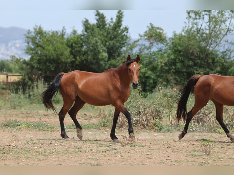 PRE Mix Mare 11 years 15,2 hh Brown in Speyer