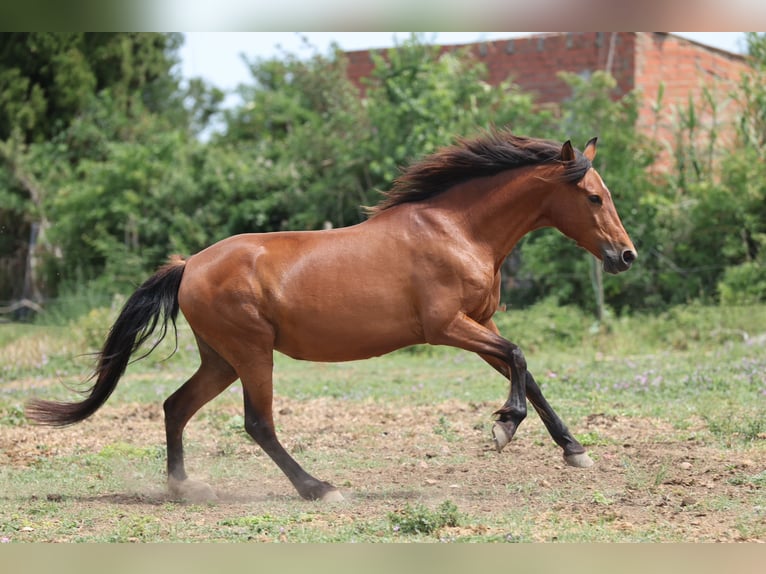PRE Mix Mare 11 years 15,2 hh Brown in Speyer