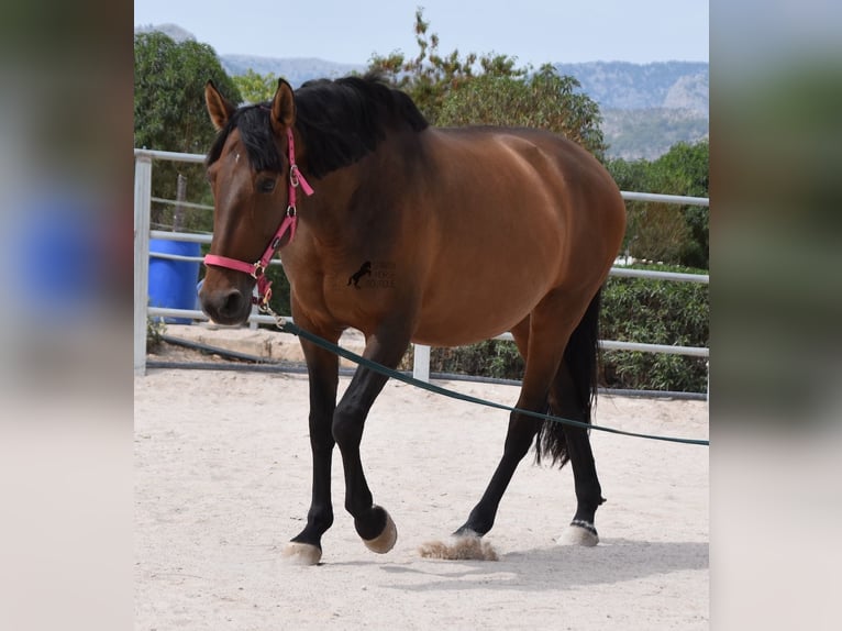 PRE Mare 11 years 15,2 hh Brown in Mallorca
