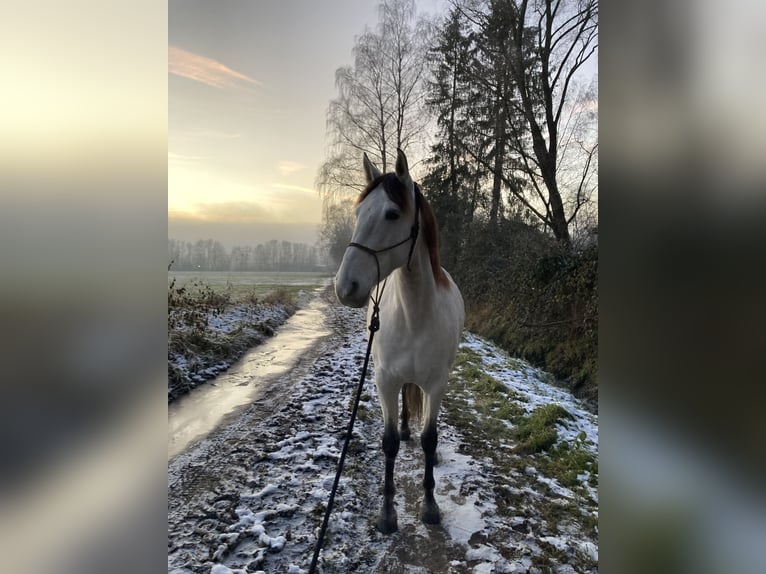 PRE Mare 11 years 15,2 hh Buckskin in Senden