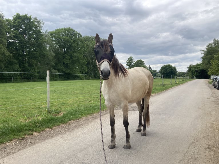 PRE Mare 11 years 15,2 hh Buckskin in Senden