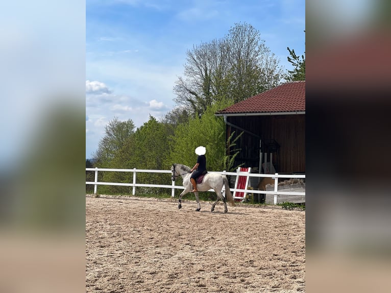 PRE Mix Mare 11 years 15,2 hh Grey in Wielenbach
