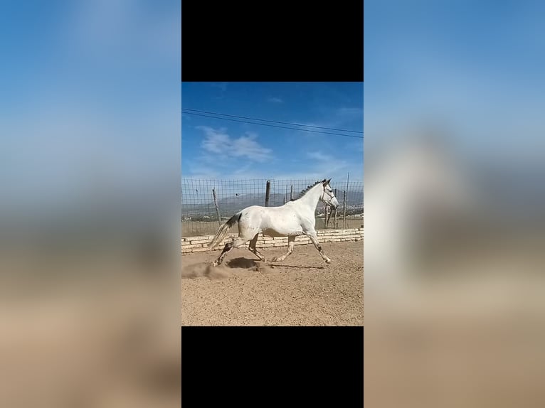 PRE Mare 11 years 16.1 hh Grey in Cadiar