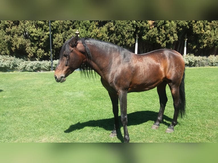 PRE Mix Mare 11 years 16 hh Black in Nigüelas