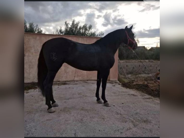 PRE Mix Mare 11 years 16 hh Black in Nigüelas