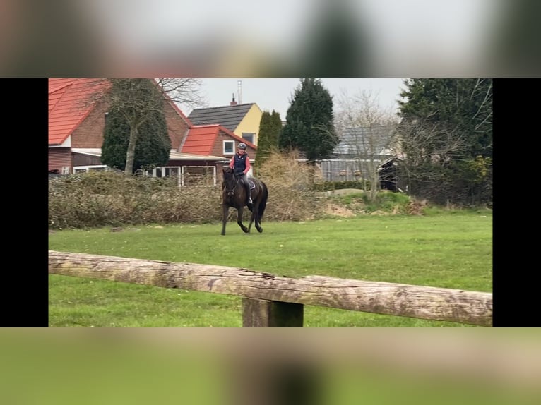 PRE Mix Mare 11 years 16 hh Black in Cuxhaven