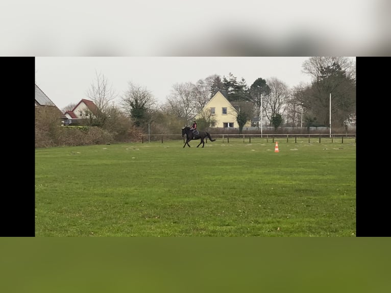 PRE Mix Mare 11 years 16 hh Black in Cuxhaven
