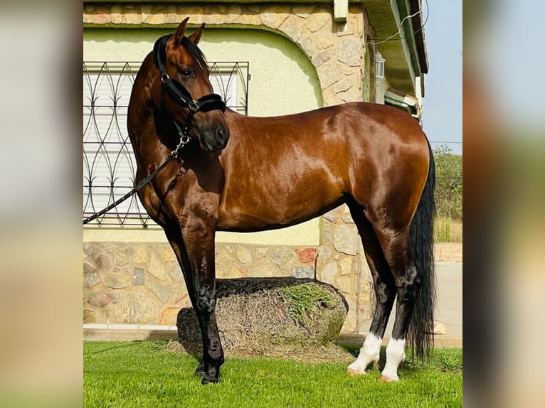 PRE Mix Mare 11 years 16 hh Brown in Martfeld