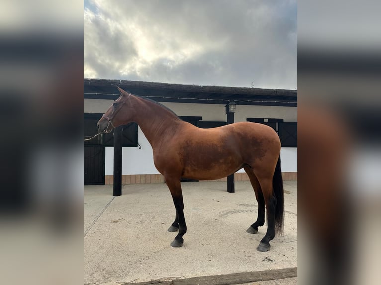 PRE Mare 11 years 16 hh Brown in Almonte