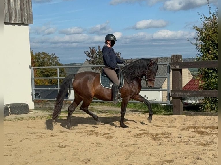 PRE Mix Mare 11 years 16 hh Brown in Daleiden
