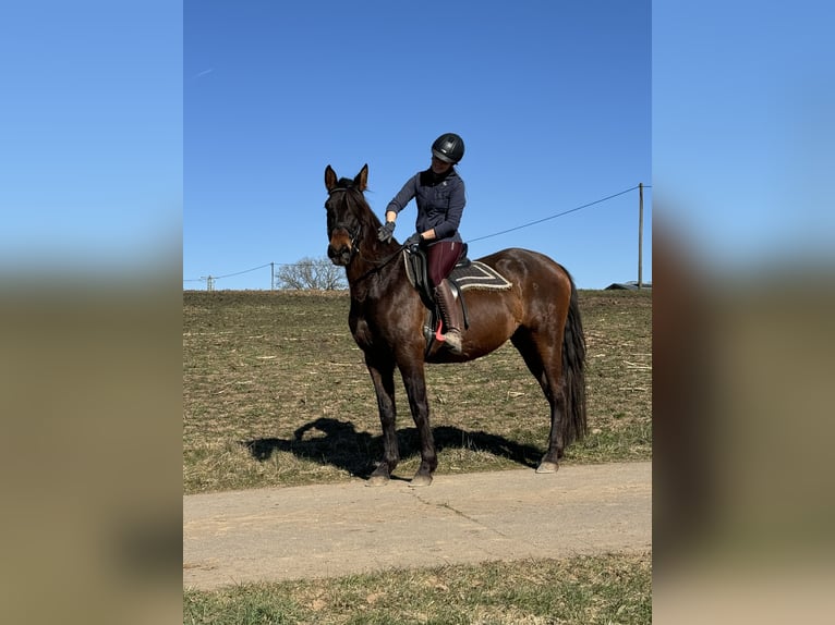 PRE Mare 11 years 16 hh Brown in Daleiden